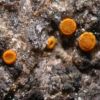 Caloplaca lactea